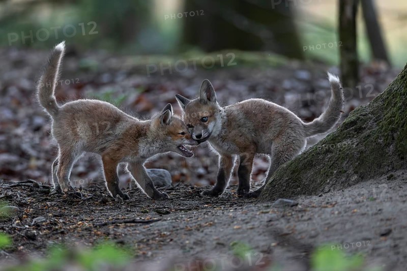 The pointed milk teeth of red fox cubs (Vulpes vulpes) are replaced by the final set of teeth after about 17 weeks, rearing cubs, animal cubs, cute, playful, wrestling, May, Germany