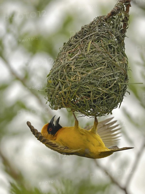 Southern Masked Weaver (Ploceus velatus) male building nest, Africa
