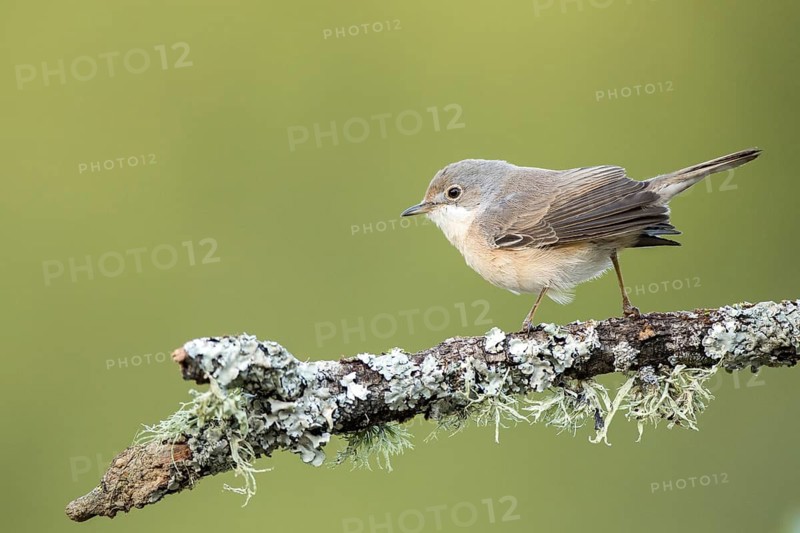 Subalpine Warbler (Sylvia cantillans) juvenile perched on a lichen branch, Andalusia, Spain