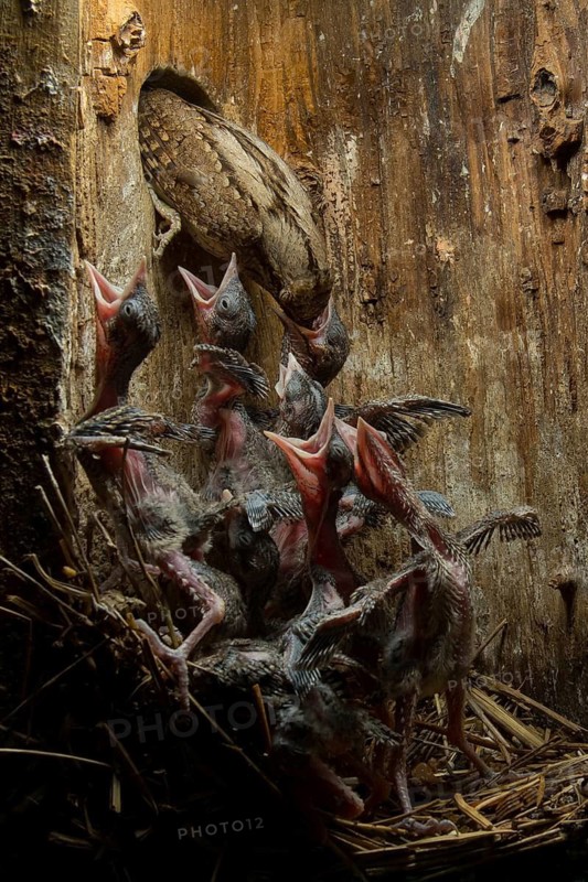 Eurasian Wryneck (Jynx torquilla) feeding chicks in nesting box, Saxony, Germany