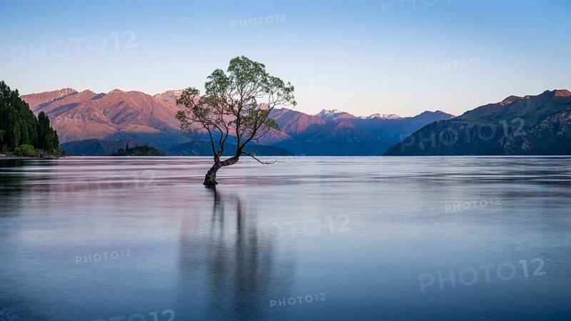 Wanaka Tree morning at sunrise, long exposure, Lake Wanaka, Otago, South Island, New Zealand