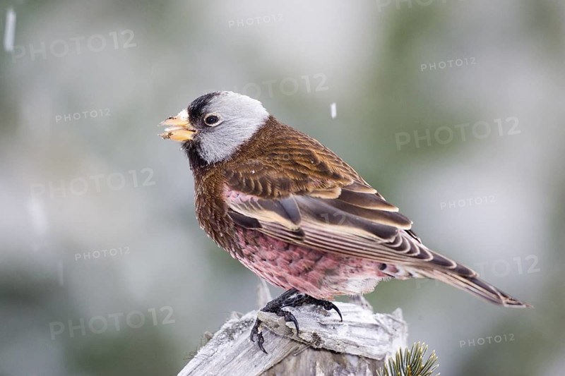 Gray-crowned Rosy-Finch Leucosticte tephrocotis littoralis Homer, Alaska, USA 1 March Adult FRINGILLIDAE Hepburn’s Rosy-Finch