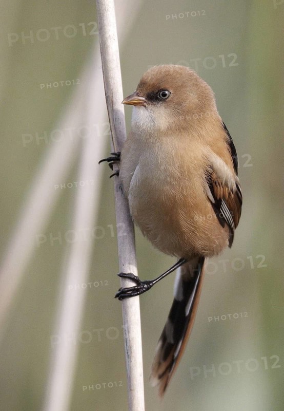 Bearded Reedling (Panurus biarmicus) juvenile, Mecklenburg-Western, Pomerania, Germany