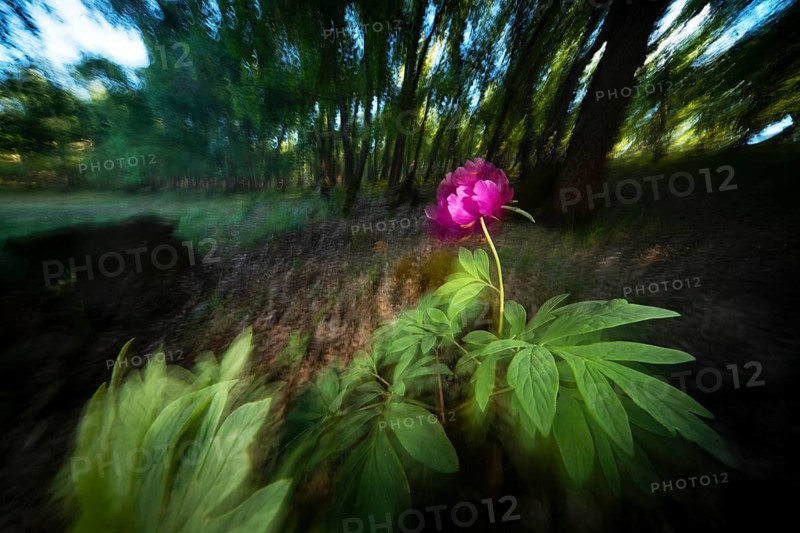 A vividly blurred wild rose stands in a lush forest setting, capturing the essence of spring. Its vibrant pink petals contrast beautifully with the verdant foliage