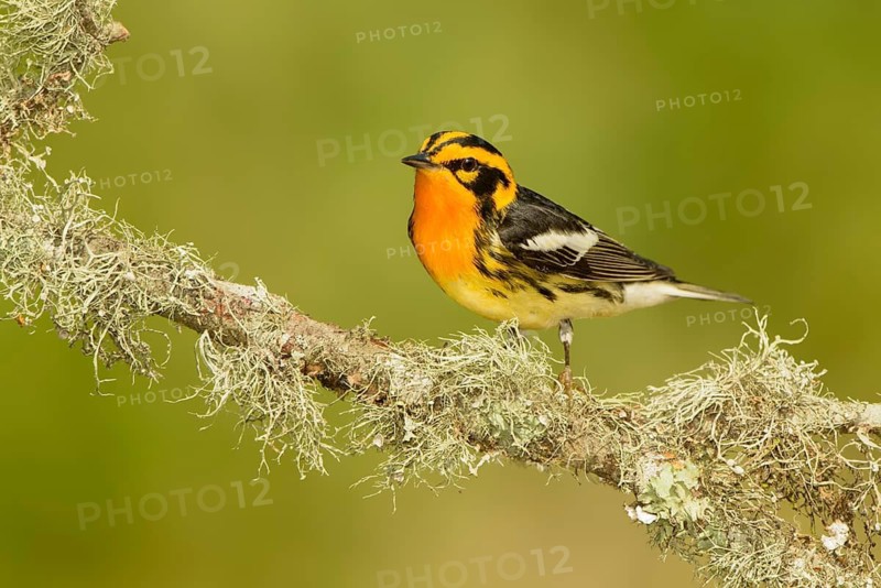 Blackburnian Warbler (Setophaga fusca) male, Texas, USA
