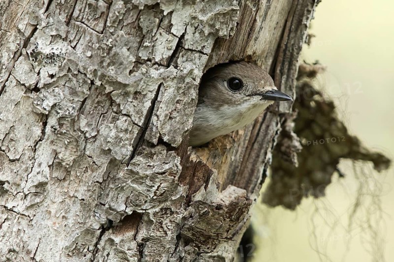 European Pied Flycatcher (Ficedula hypoleuca) female peering out from nesting hole, Dalarna, Sweden