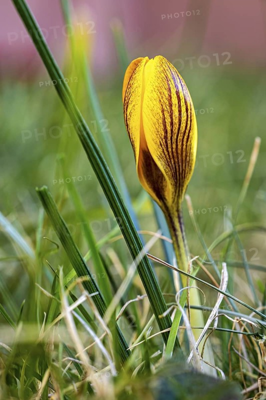 A yellow crocus stands out in the green grass in a close-up, crocus