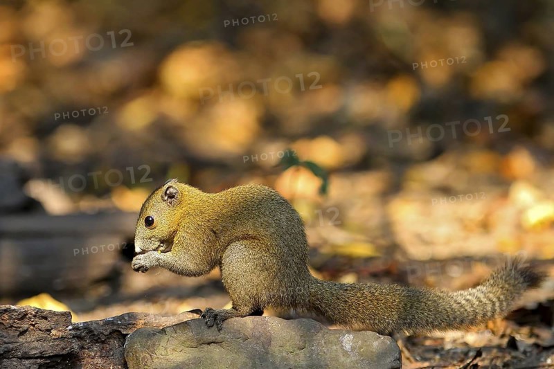 Graubauchhörnchen (Callosciurus caniceps) im Morgenlicht im Regenwald am Waldboden fressend, Kaeng Krachan Nationalpark, Thailand