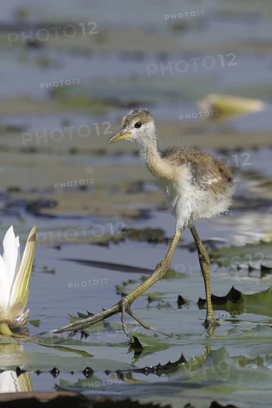 Bronze-winged Jacana (Metopidius indicus) juvenile, Goa, India