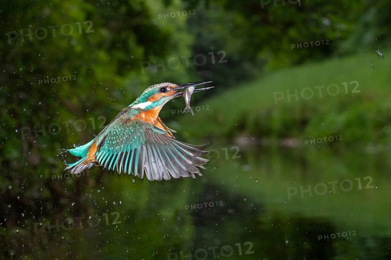 Kingfisher (Alcedo atthis) hunting, Vechta, Lower Saxony, Germany