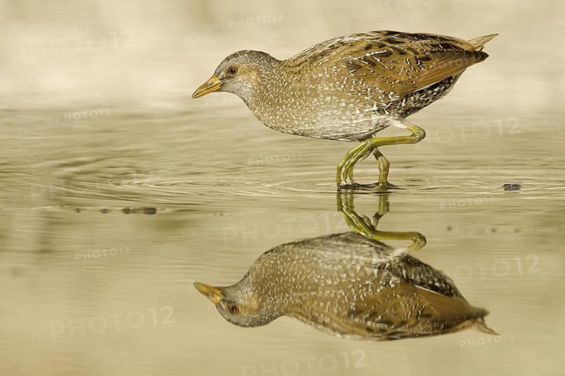 Spotted Crake (Porzana porzana) foraging, Liguria, Italy