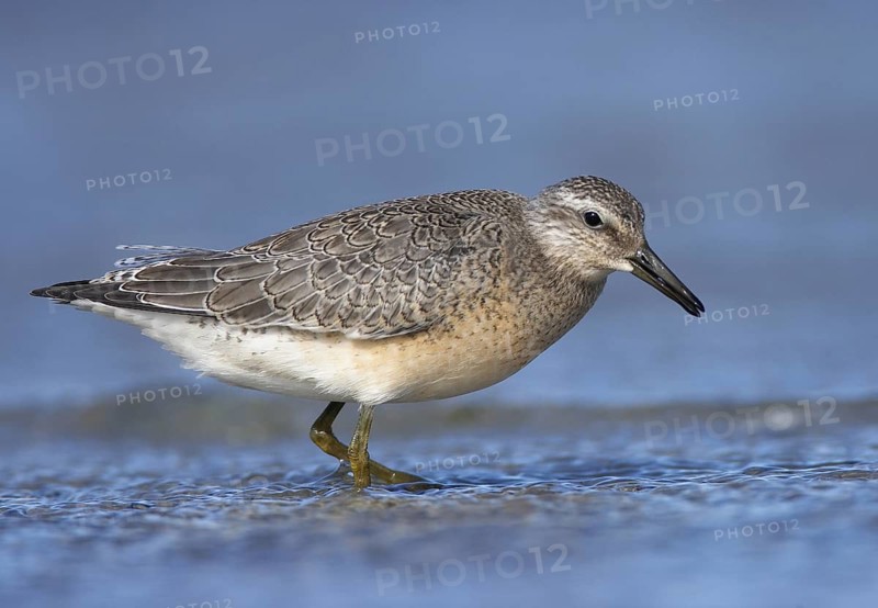 Red Knot (Calidris canutus) foraging, Mecklenburg-Western, Pomerania, Germany