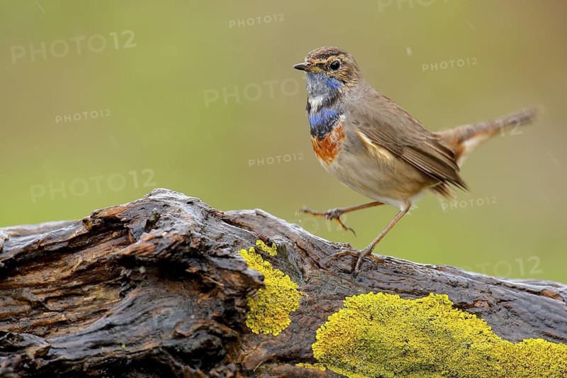 Bluethroat (Luscinia svecica cyanecula) male perched on mossy rock, Andalusia, Spain