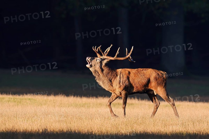 Red deer (Cervus elaphus), roaring in the rutting season, Arnsberg Forest, North Rhine-Westphalia, Germany