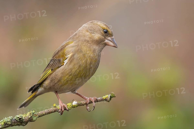 European Greenfinch (Chloris chloris) female perched on a branch, Lower Saxony, Germany