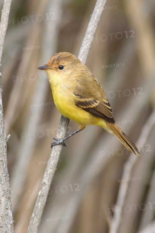Warbling Doradito (Pseudocolopteryx flaviventris), Santo Domingo, Chile