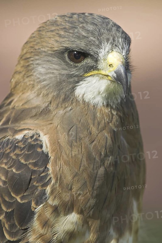 Swainson's Hawk (Buteo swainsoni), Alberta, Canada