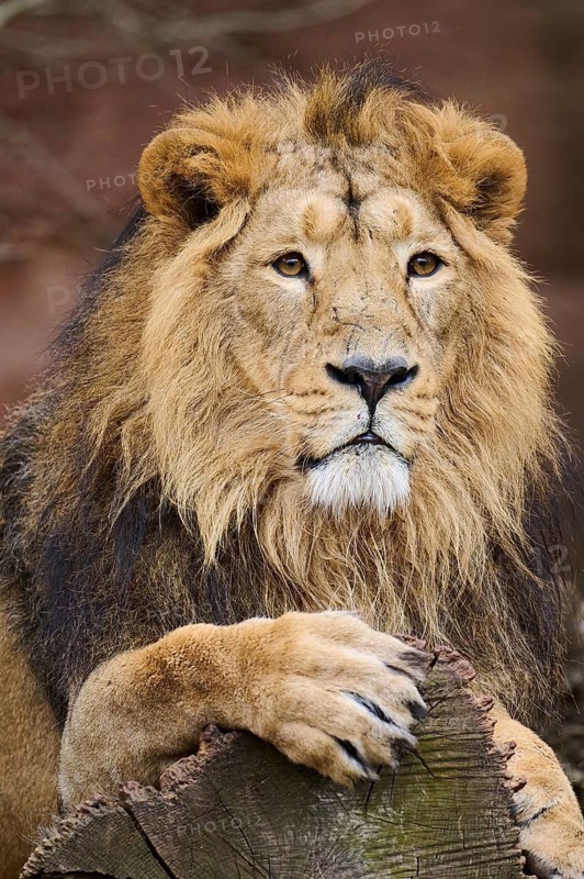 Asiatic lion (Panthera leo persica), male, lying, captive, Germany