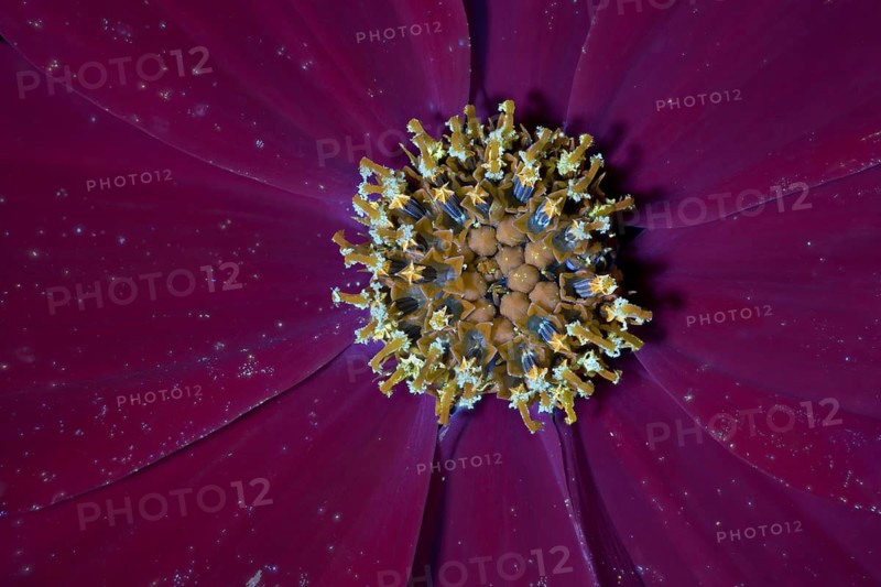 Ornamental basket (Cosmos bipinnatus), flower, UV light, Germany
