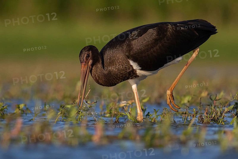Black Stork (Ciconia nigra) juvenile foraging, Tiszaalpár, Hungary