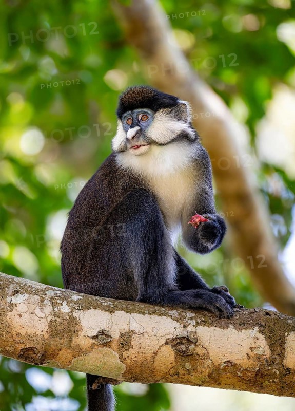 Red-tailed guenon or Congo white-nosed guenon (Cercopithecus ascanius schmidti), sitting on a tree, eating a fruit, Bigodi, Western Region, Uganda