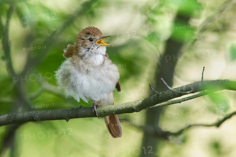 Common Nightingale (Luscinia megarhynchos) male singing from a branch, Poland