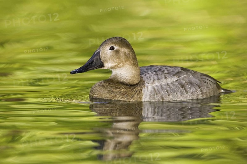 Canvasback (Aythya valisineria) female, Arizona, USA