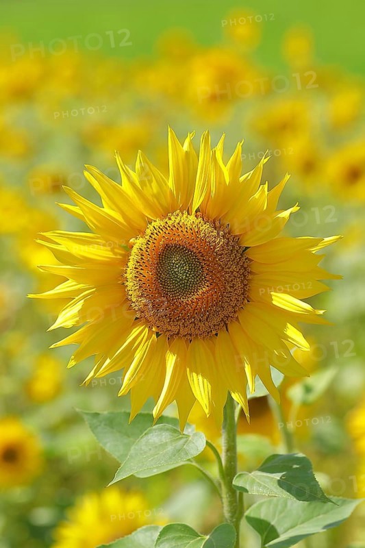 Sunflower (Helianthus annuus), flower in a sunflower field, Hesse, Germany