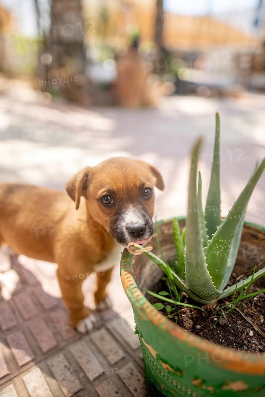 A playful puppy investigates a potted aloe plant on a sunlit patio. The puppy curiosity and the vibrant greenery create a charming and lively scene at home