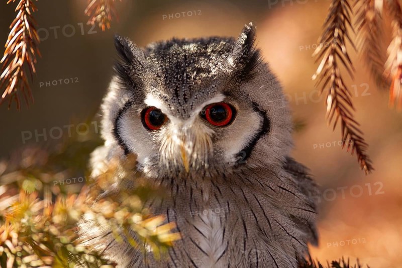 Southern White-faced Owl (Ptilopsis granti) captive, Germany