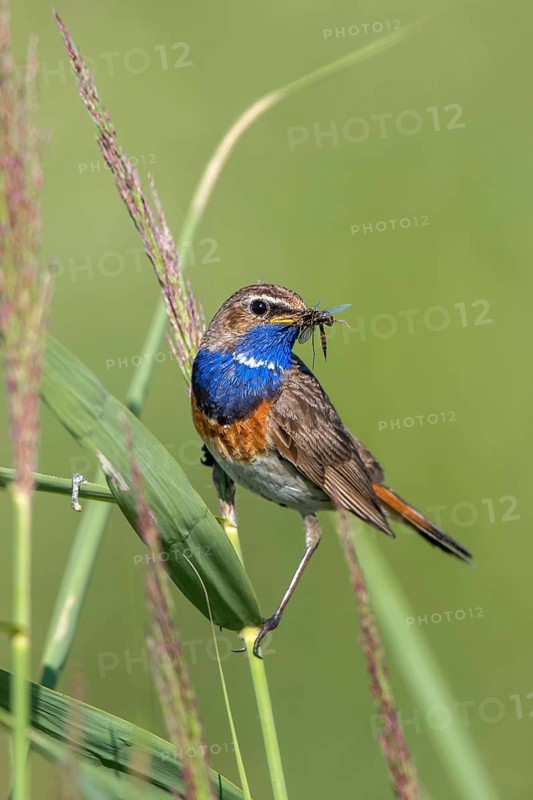 Bluethroat (Luscinia svecica cyanecula) male perched in reedbed with insect prey in beak, Mecklenburg-Western Pomarania, Germany