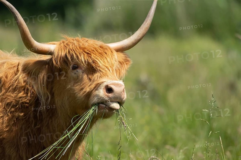 Highland cow or cattle (Bos taurus taurus) adult farm animal feeding or grazing on grass, England, United Kingdom