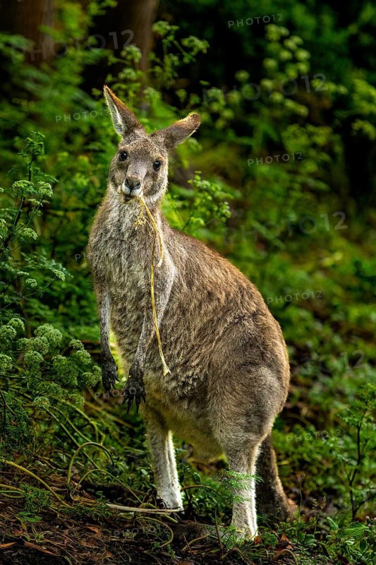 A kangaroo stands alert in a vibrant, lush forest in Victoria, Australia. Surrounded by dense greenery, the scene captures the essence of wildlife in its natural habitat, full of life and vigor
