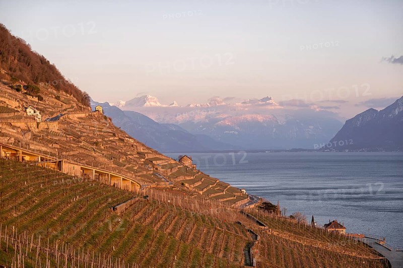 Vineyard terraces in the Lavaux region of Switzerland during a picturesque sunset, with the Swiss and French Alps and Lake Geneva in the background