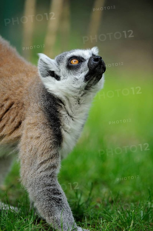Lemur with attentive upward gaze, standing on green grass, lemur (Lemur catta), Augsburg Zoo