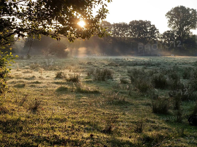 Cattle pasture covered with rushes in the morning light