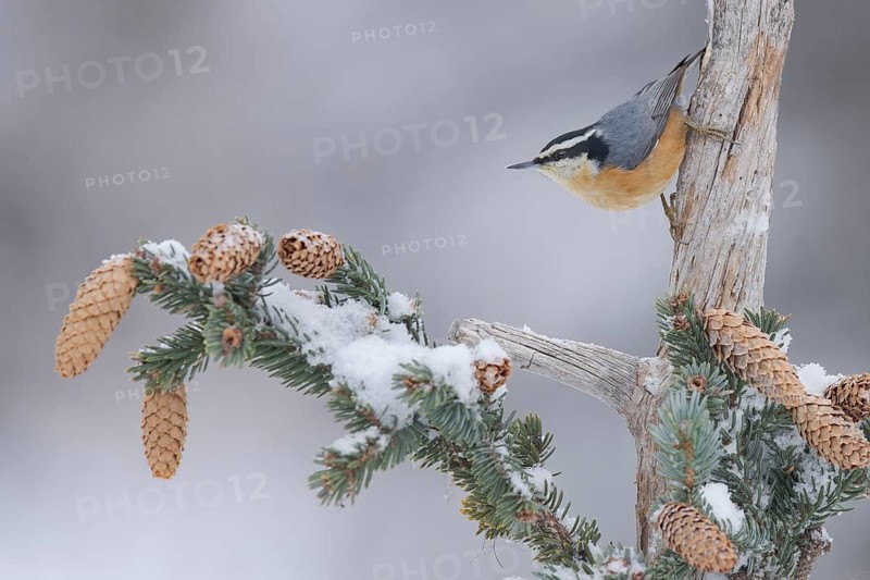 Red-breasted Nuthatch (Sitta canadensis), Alaska, USA