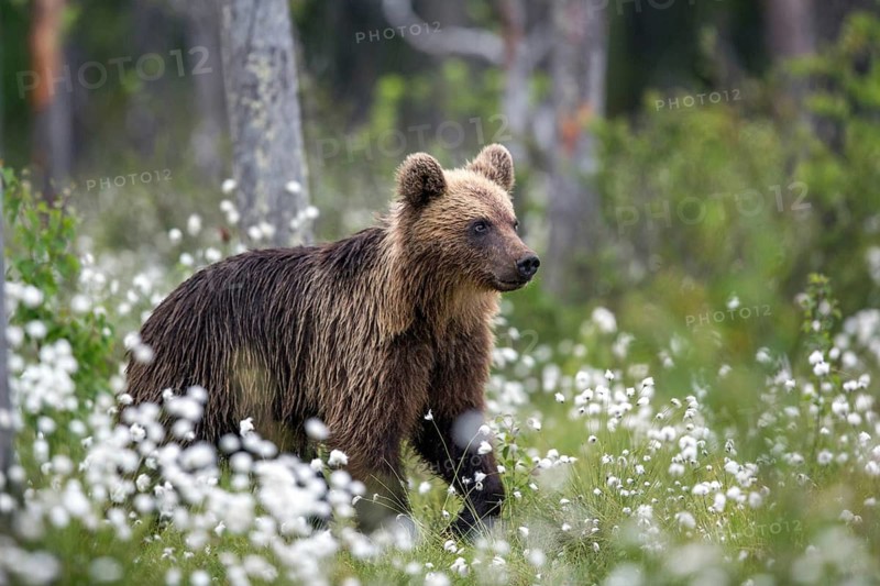European brown bear (Ursus arctos), Europe, Scandinavia, Finland, young