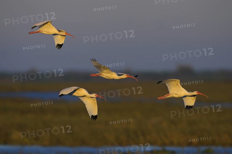 American White Ibis (Eudocimus albus) flying, Florida, USA