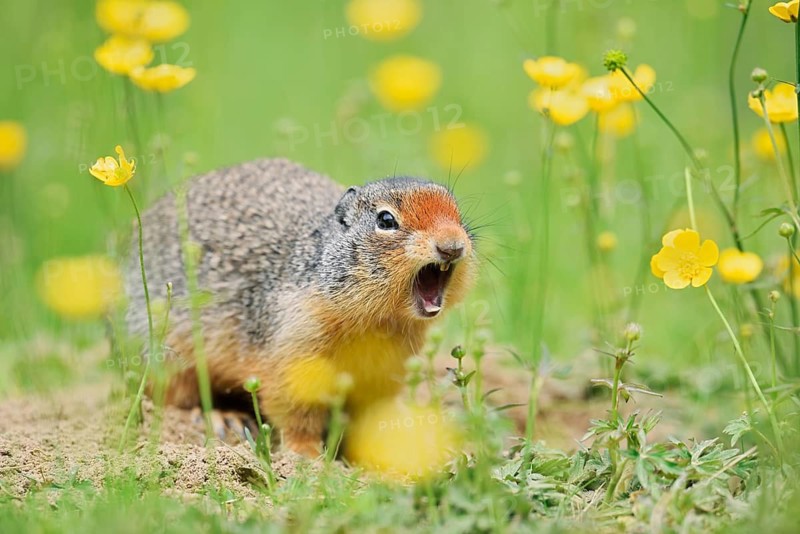 Columbia ground squirrel (Urocitellus columbianus, Spermophilus columbianus) sits calling at a burrow in a flower meadow, Yoho National Park, British Columbia, Canada