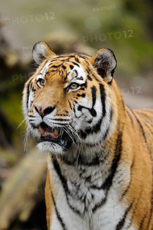 A tiger with distinctive stripes in its natural habitat, Siberian tiger (Panthera tigris altaica), captive, occurrence Russia