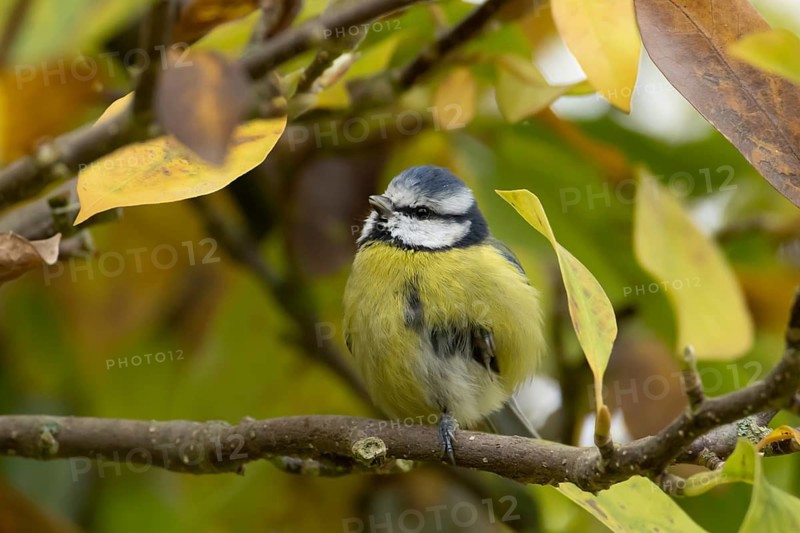 Blue tit (Cyanistes caeruleus) adult garden bird on a magnolia tree branch with autumn colour leaves, England, United Kingdom