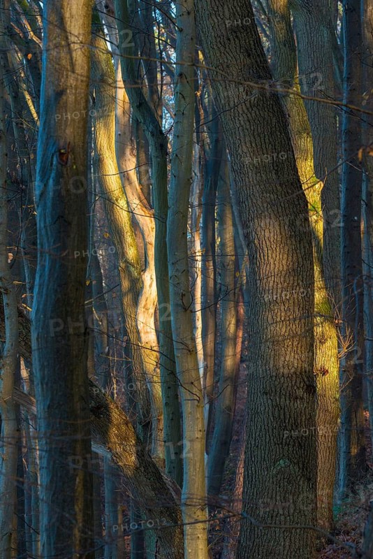 Dense forest in sunlight with mysterious, bluish shadows, constricting atmosphere, weak light, silence, landscape, mood, lights, trees, nature, symbol strayed, running, distress, fear, uncertainty, view obstructed, no view, not seeing the forest in front of the trees, confusion, narrowness, pathless, tall trees, curved, twisted and straight trunks, mixed forest, cool and warm colors, nature, natural forest, nature reserve, FFH area Ilmenau, Lüneburg, Lower Saxony, Germany