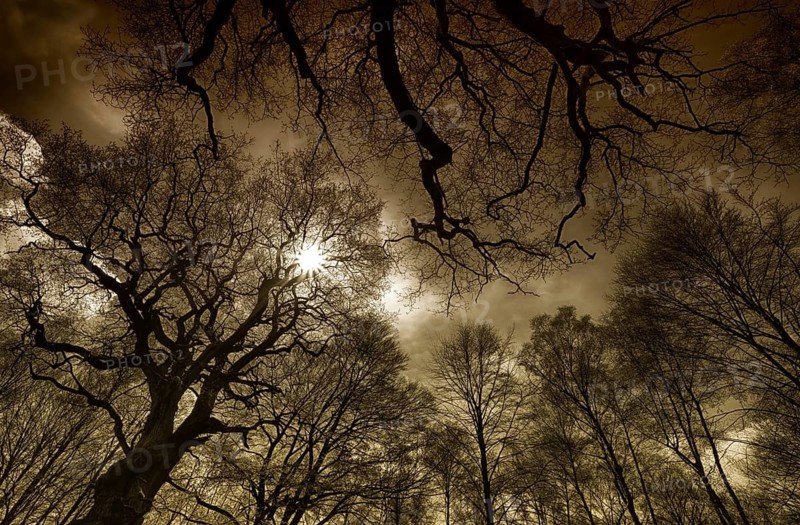 Primeval forest Urwald Sababurg, Hofgeismar, Weser Uplands, Weserbergland, Hesse, Germany