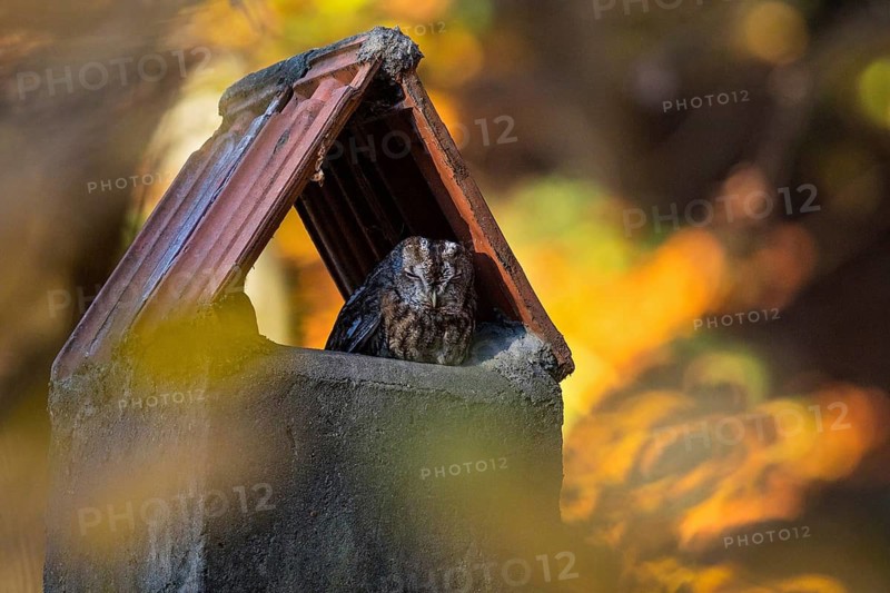 Tawny Owl (Strix aluco) resting in a chimney, Baden-Wuerttemberg, Germany