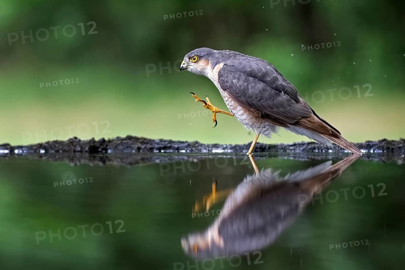 Eurasian Sparrowhawk (Accipiter nisus) male at waterhole, Hungary