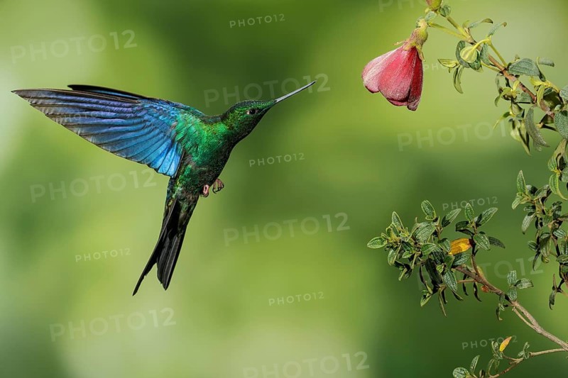 Great Saphirewing (Pterophanes cyanopterus) flying and feeding at a flower in the mountains of Colombia, South America