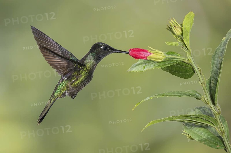 Admirable Hummingbird (Eugenes spectabilis), Costa Rica