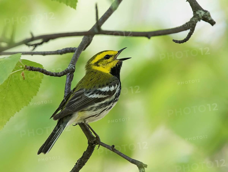 Black-throated Green warbler, Setophaga virens singing from a perch at Emma Lake, Saskatchewan