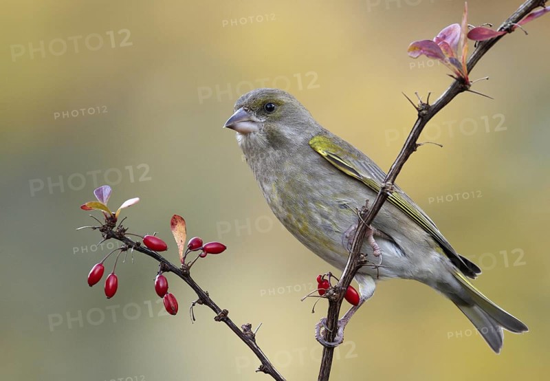 European Greenfinch (Chloris chloris), Mecklenburg-Western Pomerania, Germany